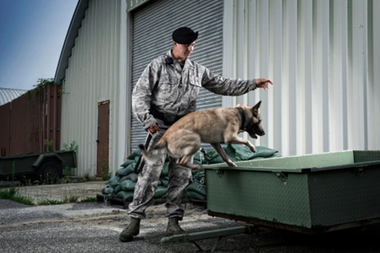 Male Air Force Security Forces Airman in uniform gives his military working dog a command to jump.