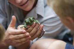 Zoo keeper showing children Green Tree Frog, close-up