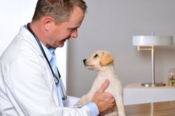 Vet examining a puppy