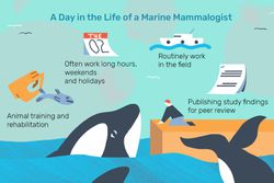 A Day in the Life of a Marine Mammalogist