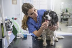 Veterinarian tending to dog patient