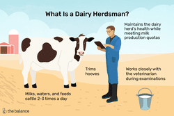 What is a dairy herdsman? Milks, waters and feeds cattle 2-3 times a day, trims hooves, maintains the dairy herd's health while meeting milk production quotas, works closely with the veterinarian during examinations