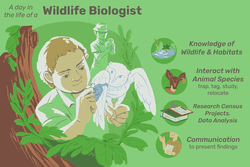 A day in the life of a wildlife biologist: knowledge of wildlife and habitats, interact with animal species trap, tag, study, relocate, research census projects, data analysis, communication to present findings 