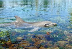 Smiling dolphin