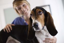 Basset hound with a vet